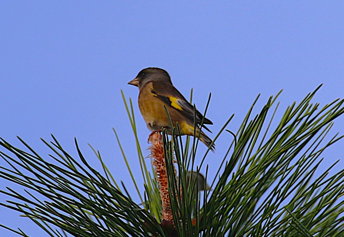 orientfink - ML645436577