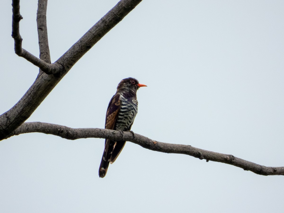 Violet Cuckoo - ML645436580