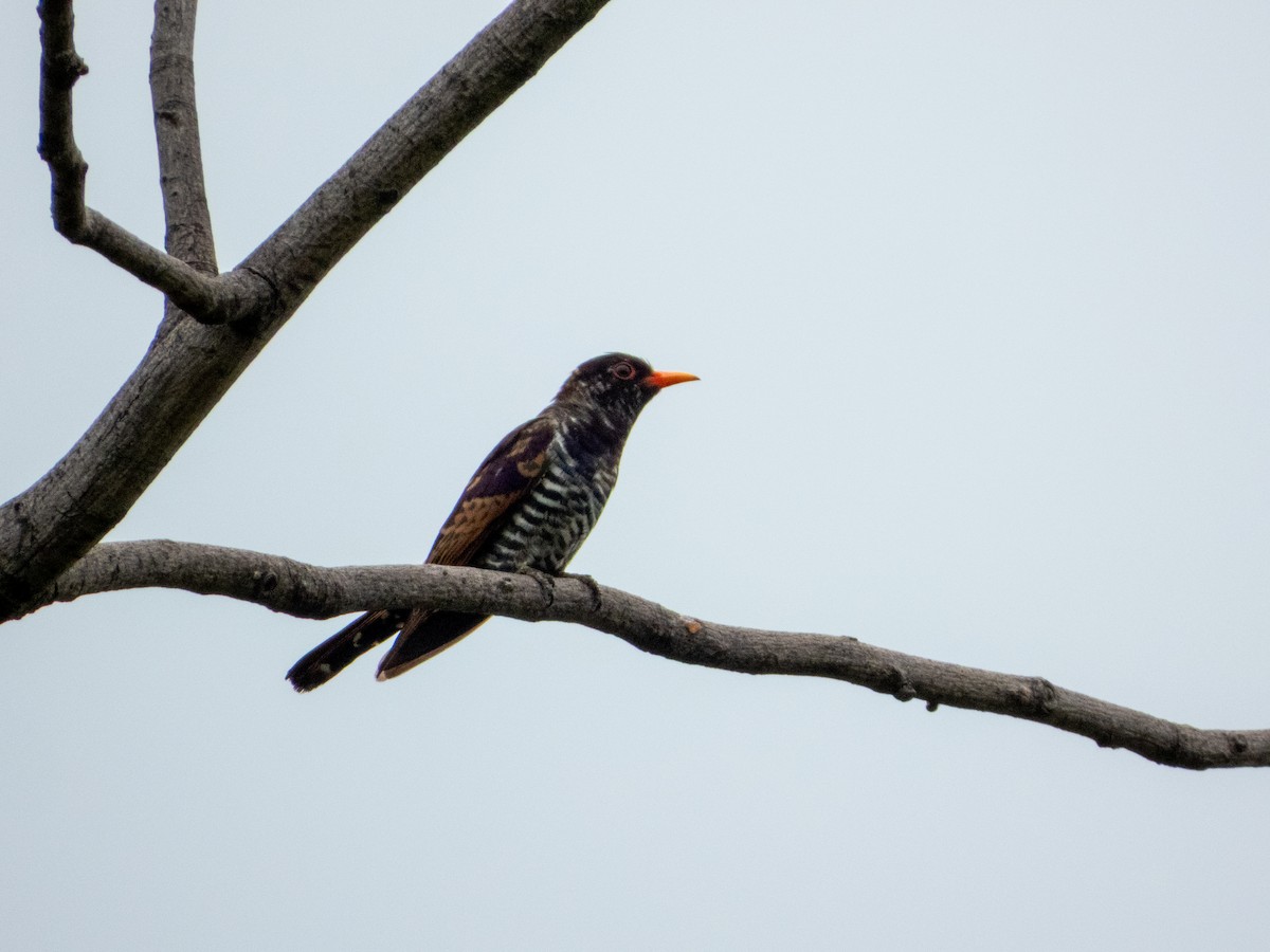 Violet Cuckoo - ML645436582