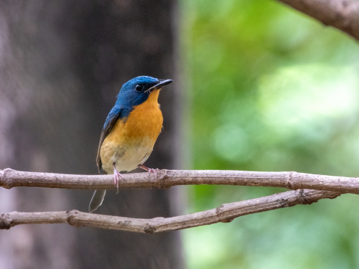 Large Blue Flycatcher - ML645436588