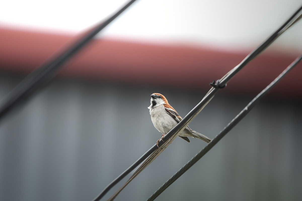 Горобець рудий - ML645436597