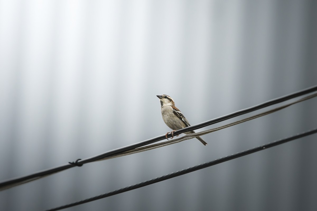 Горобець рудий - ML645436598