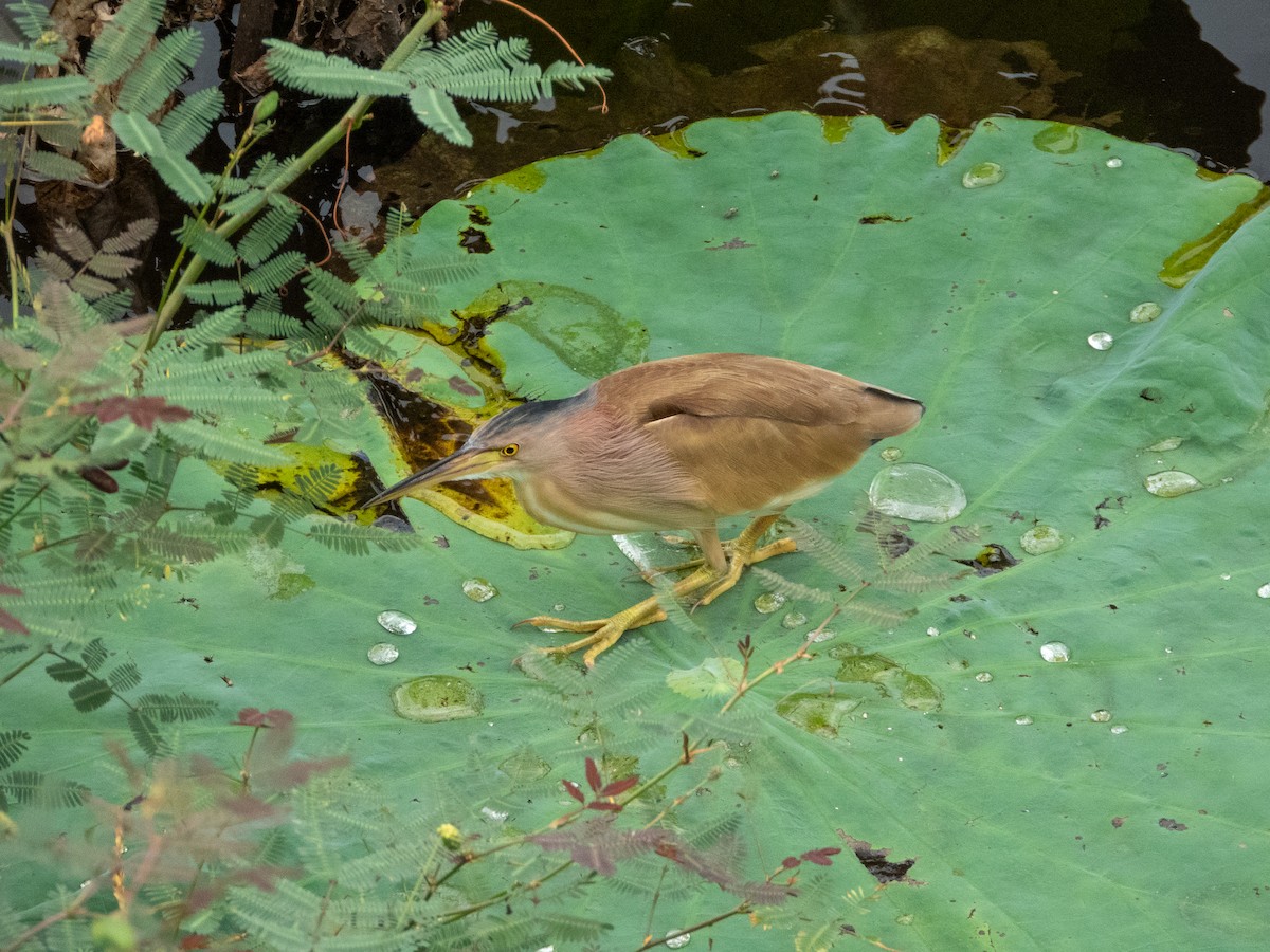 黃小鷺 - ML645436599