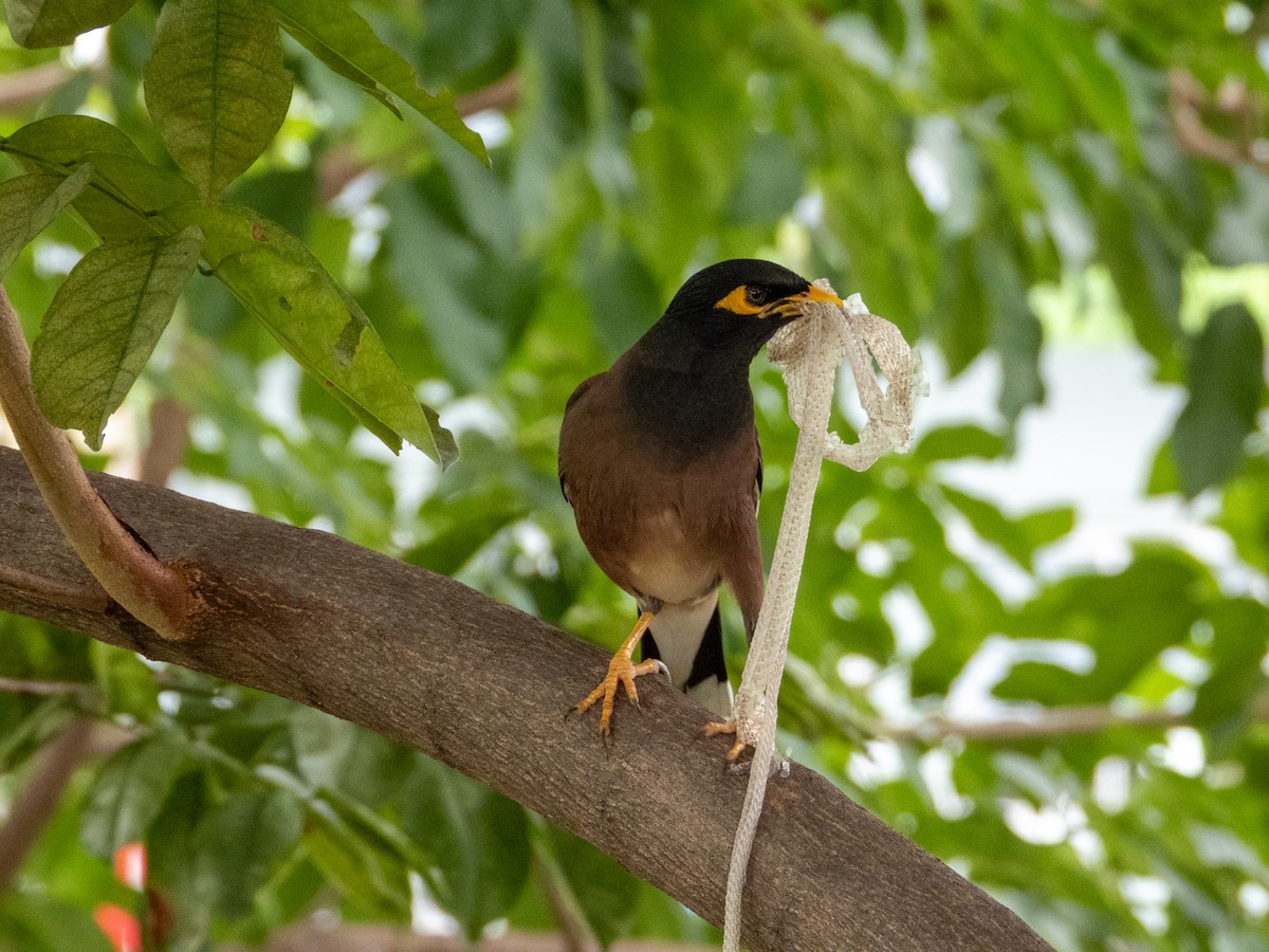 家八哥 - ML645436601