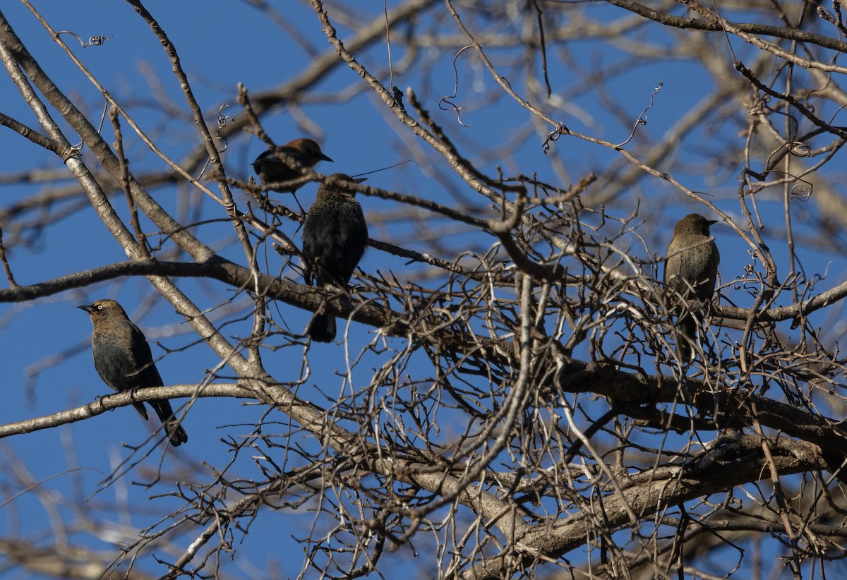 Rusty Blackbird - ML645436602