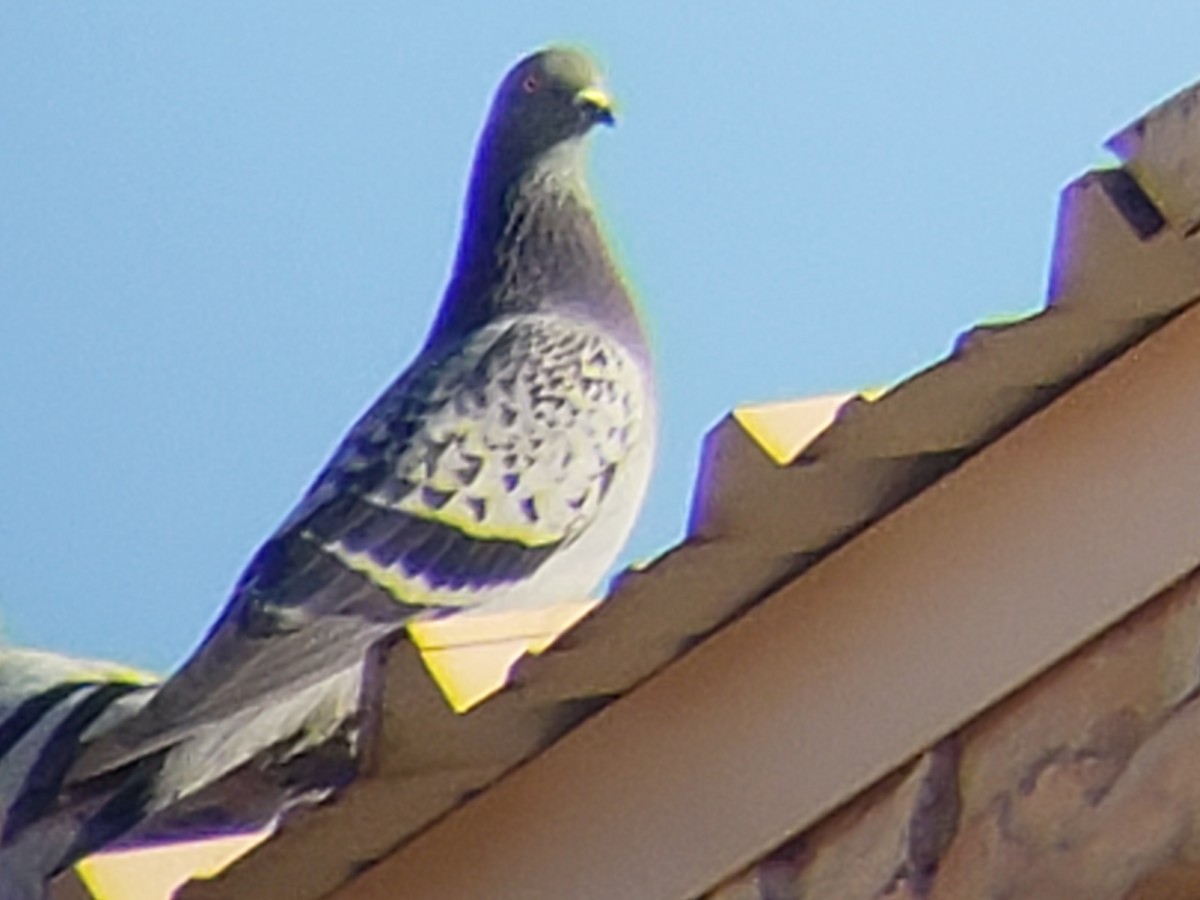 Haitz-usoa (etxekoa) - ML645436625