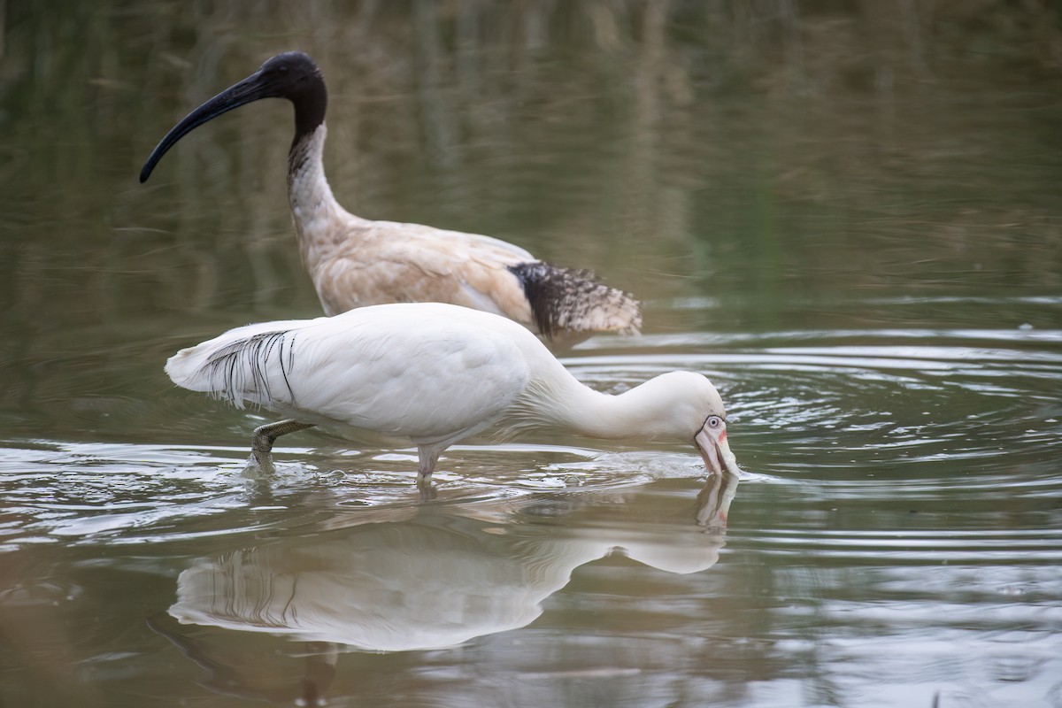 Желтоклювая колпица - ML645436636