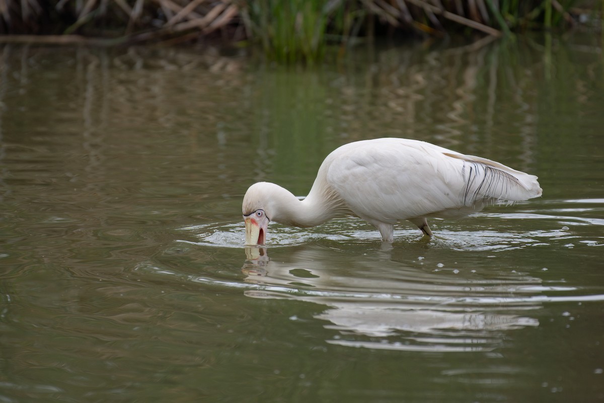 Желтоклювая колпица - ML645436637