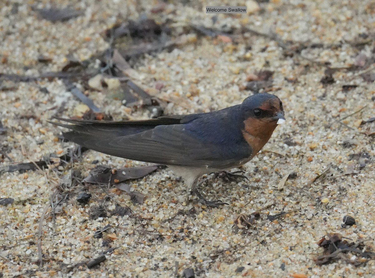 Краснолобая ласточка - ML645436640