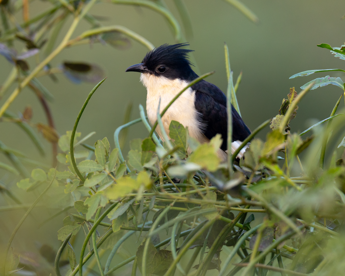 Сорочья кукушка - ML645436641