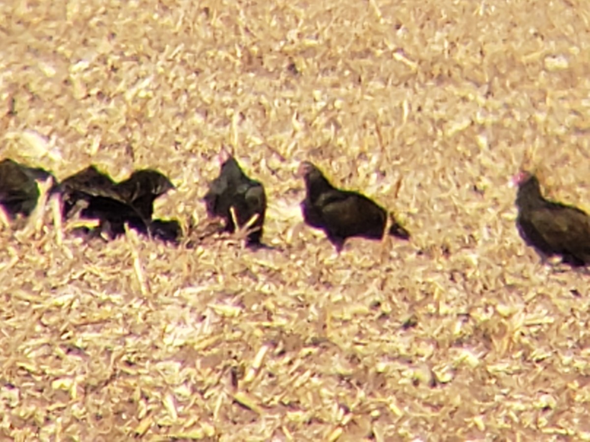 Катарта-индейка - ML645436642