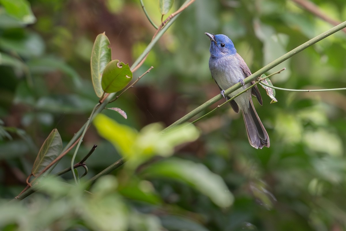 Синий монарх - ML645436647