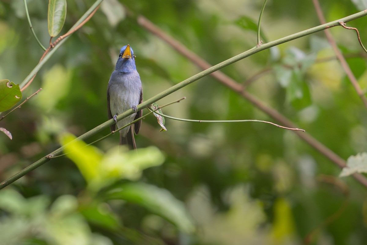 Синий монарх - ML645436649