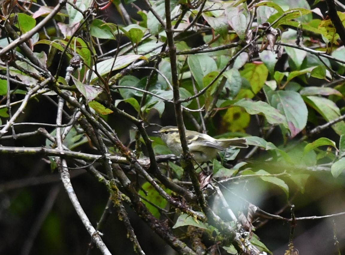 Гималайская зарничка - ML645436652