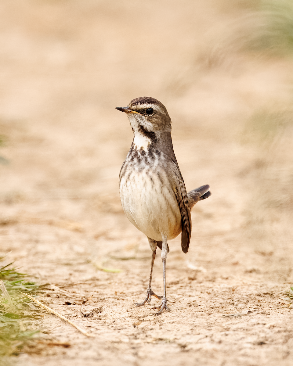 Варакушка - ML645436653