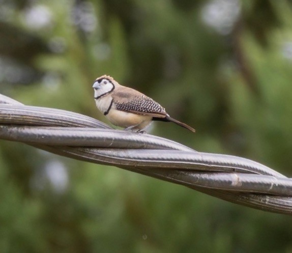 Кольчатая амадина - ML645436654