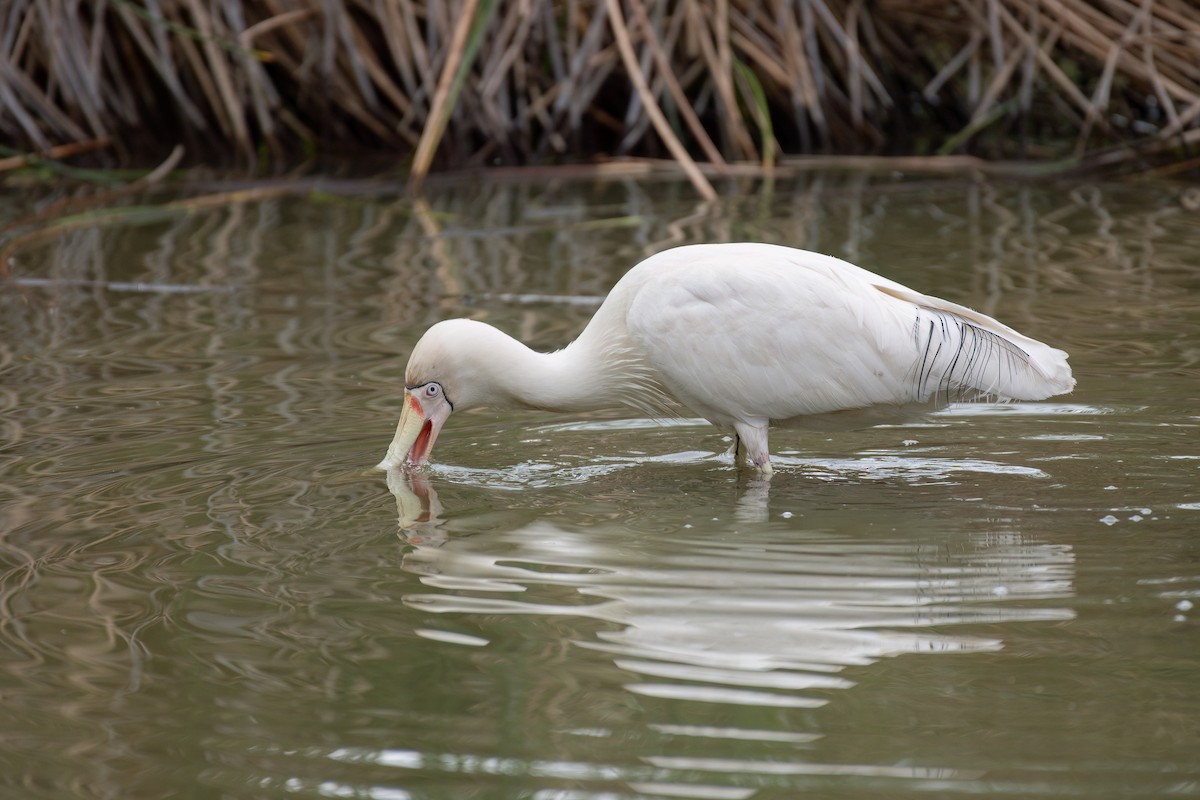 Желтоклювая колпица - ML645436657