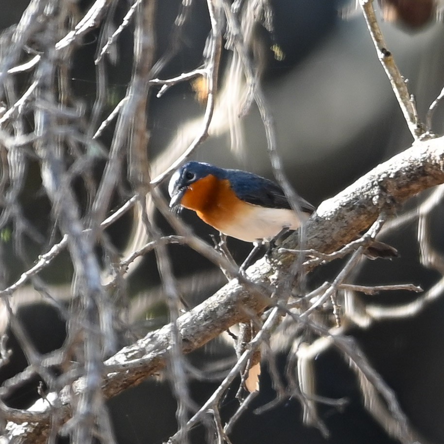 Ширококлювая миагра - ML645436660