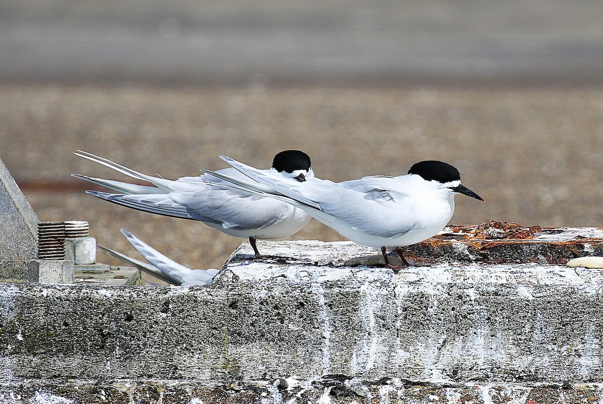 Белолобая крачка - ML645436661