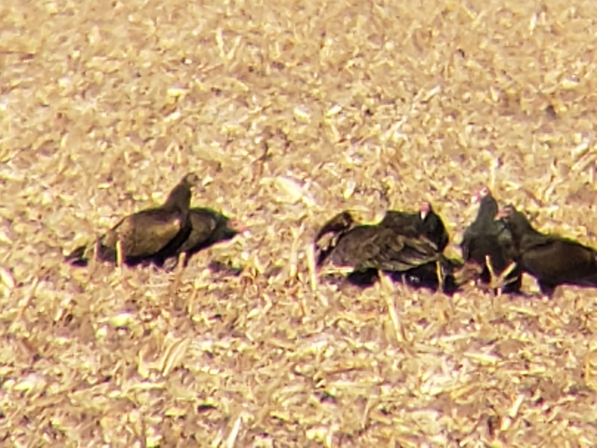 Катарта-индейка - ML645436665