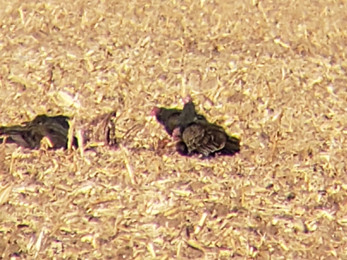 Катарта-индейка - ML645436666