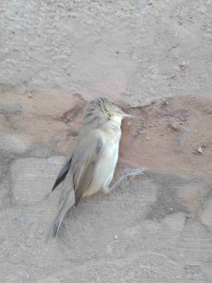 Садовая камышевка - ML645436669