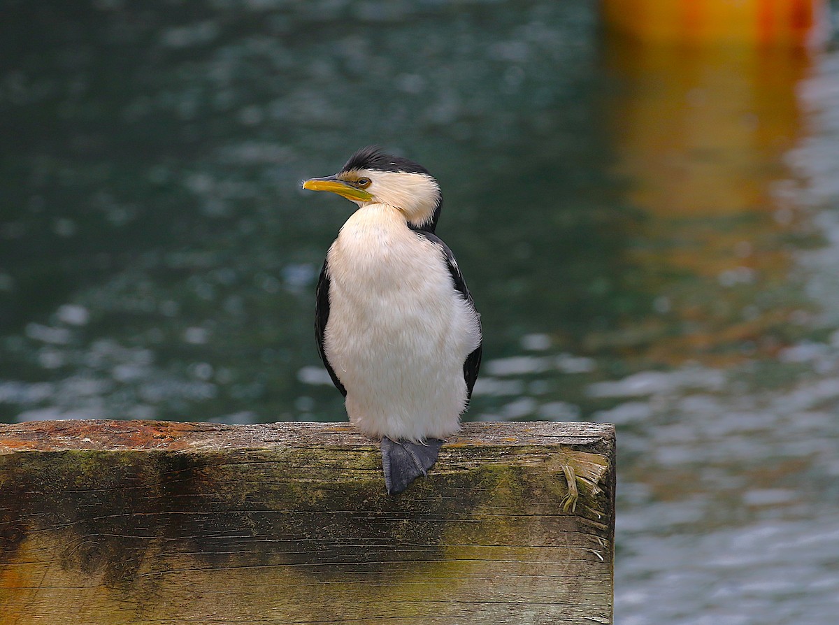 Пёстрый баклан - ML645436670