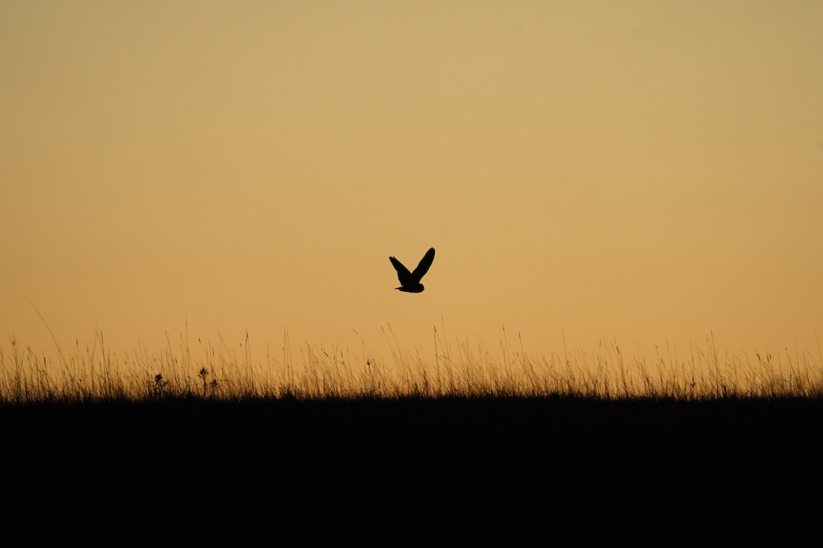 Болотная сова - ML645436676