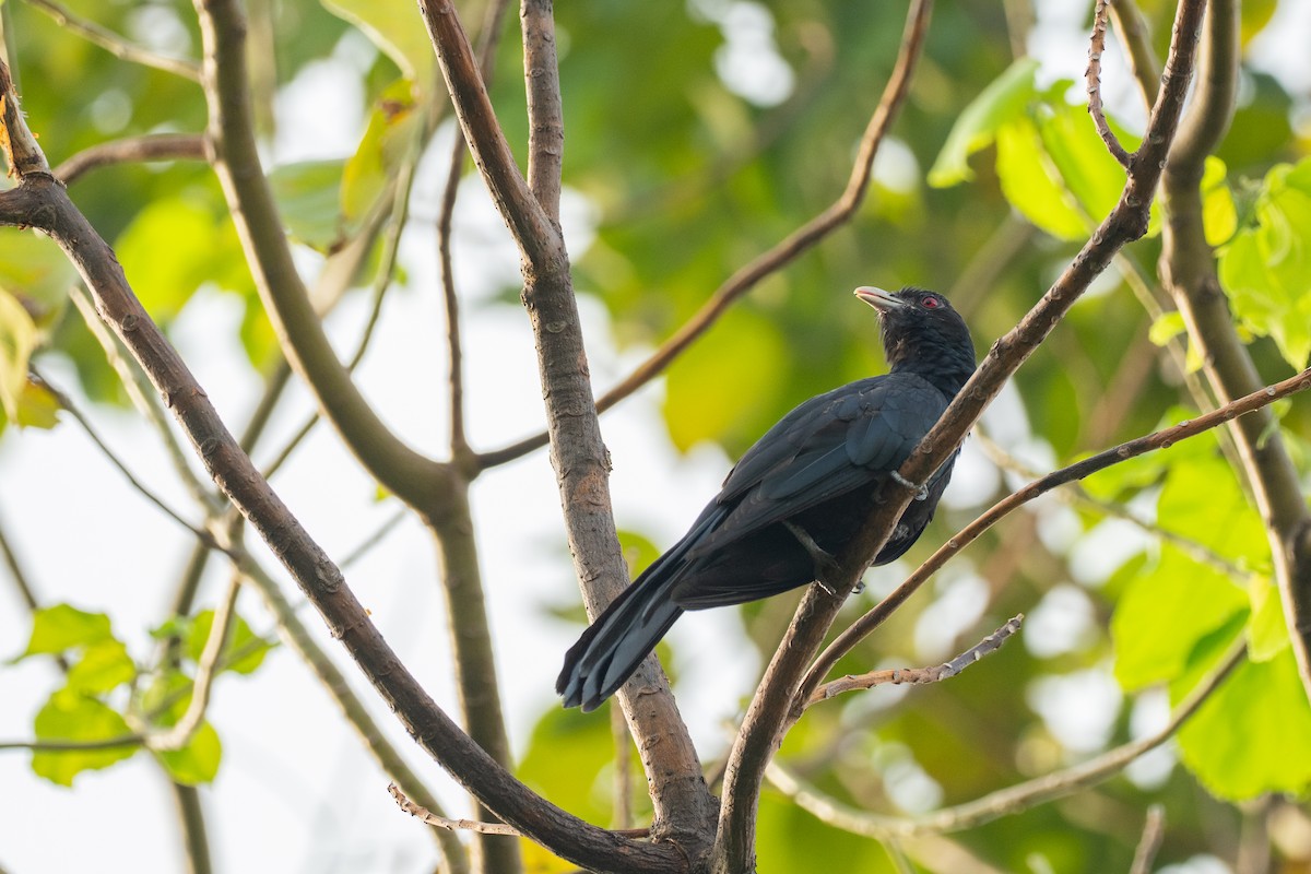 Коэль - ML645436677