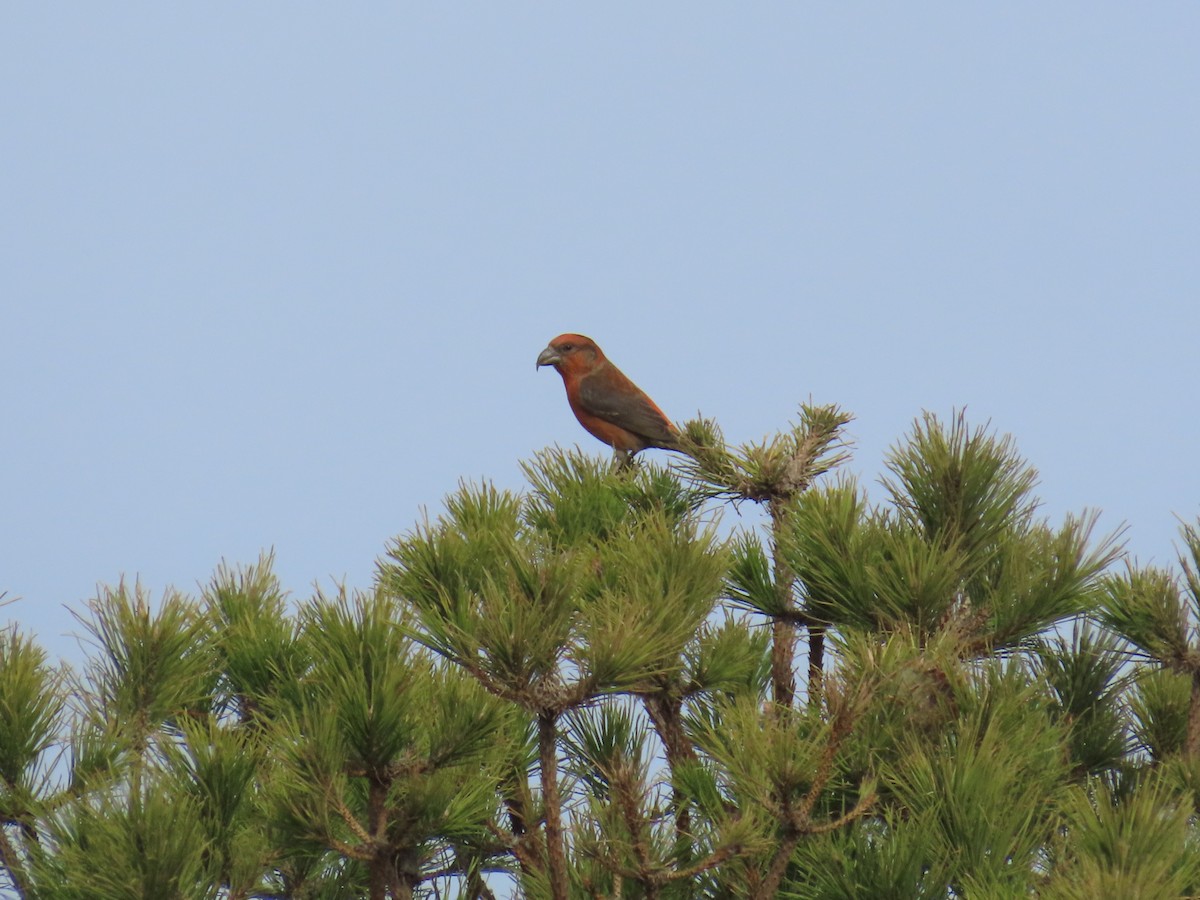 Клёст-еловик - ML645436680