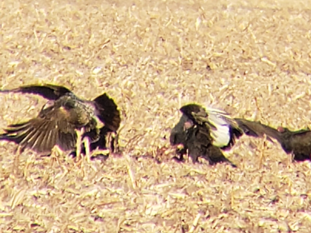 Катарта-индейка - ML645436682