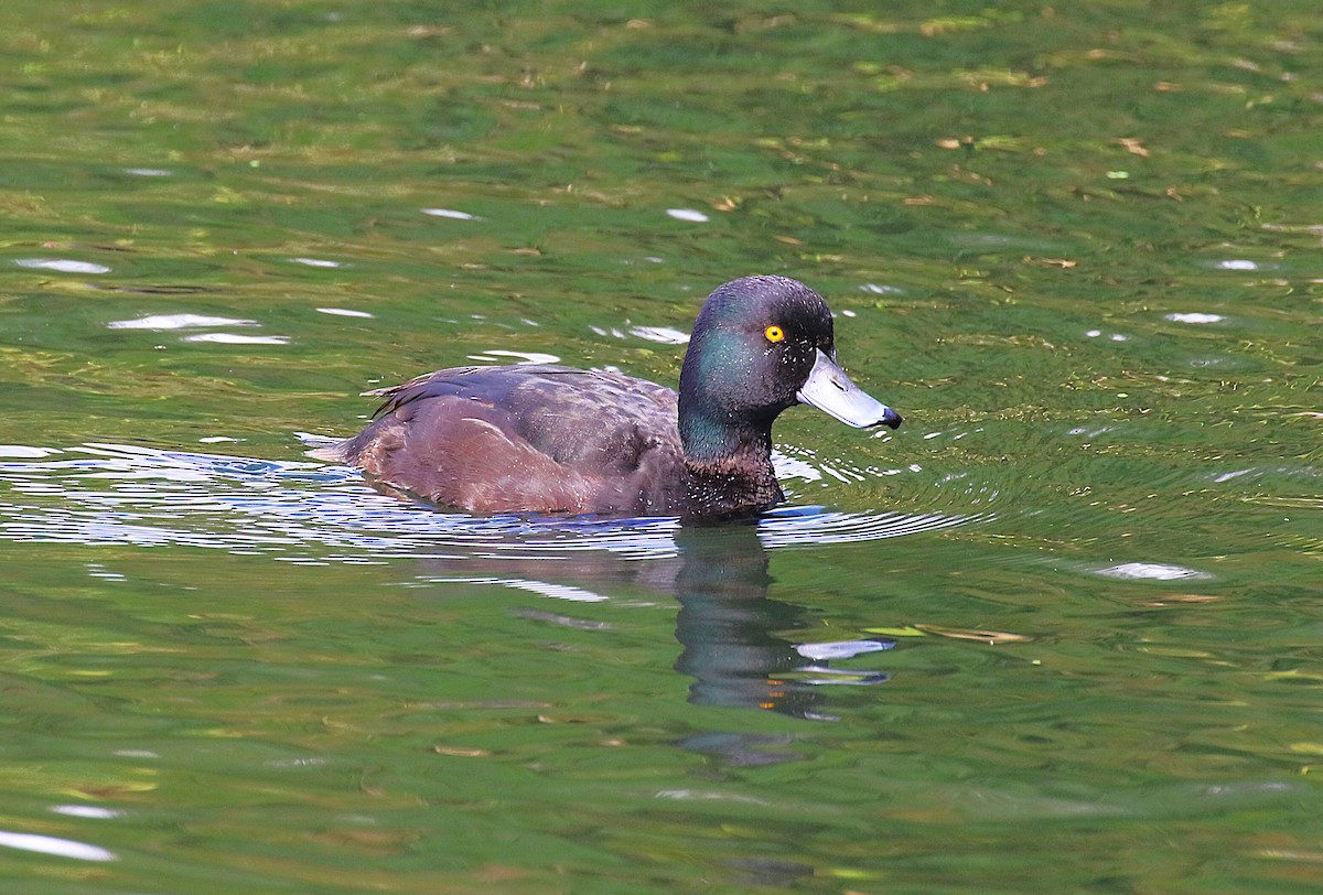 Новозеландская чернеть - ML645436685