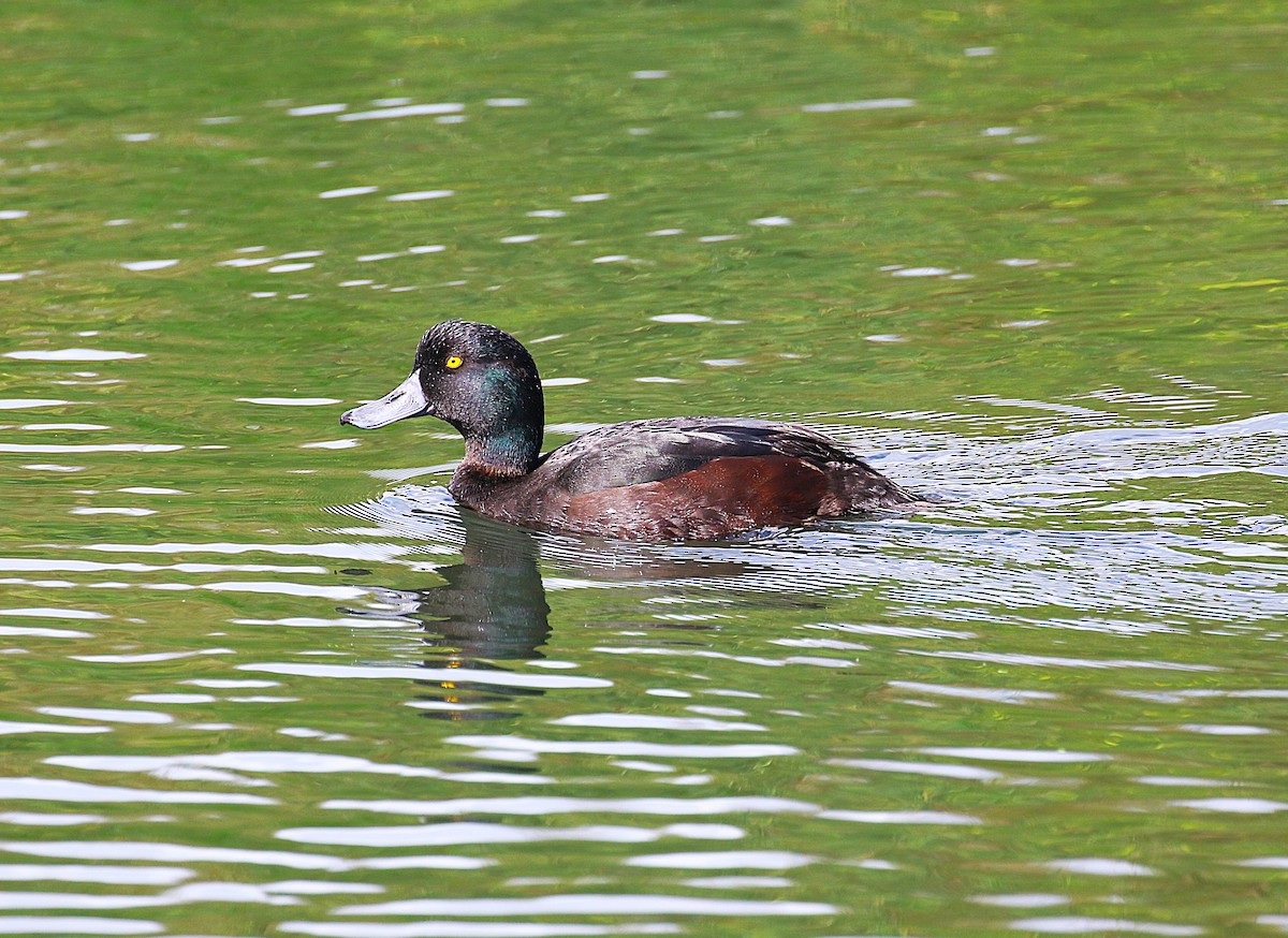 Новозеландская чернеть - ML645436686