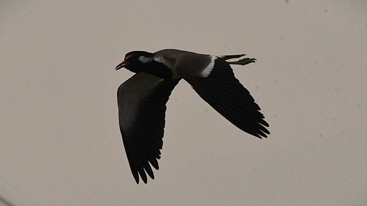 Украшенный чибис - ML645436687