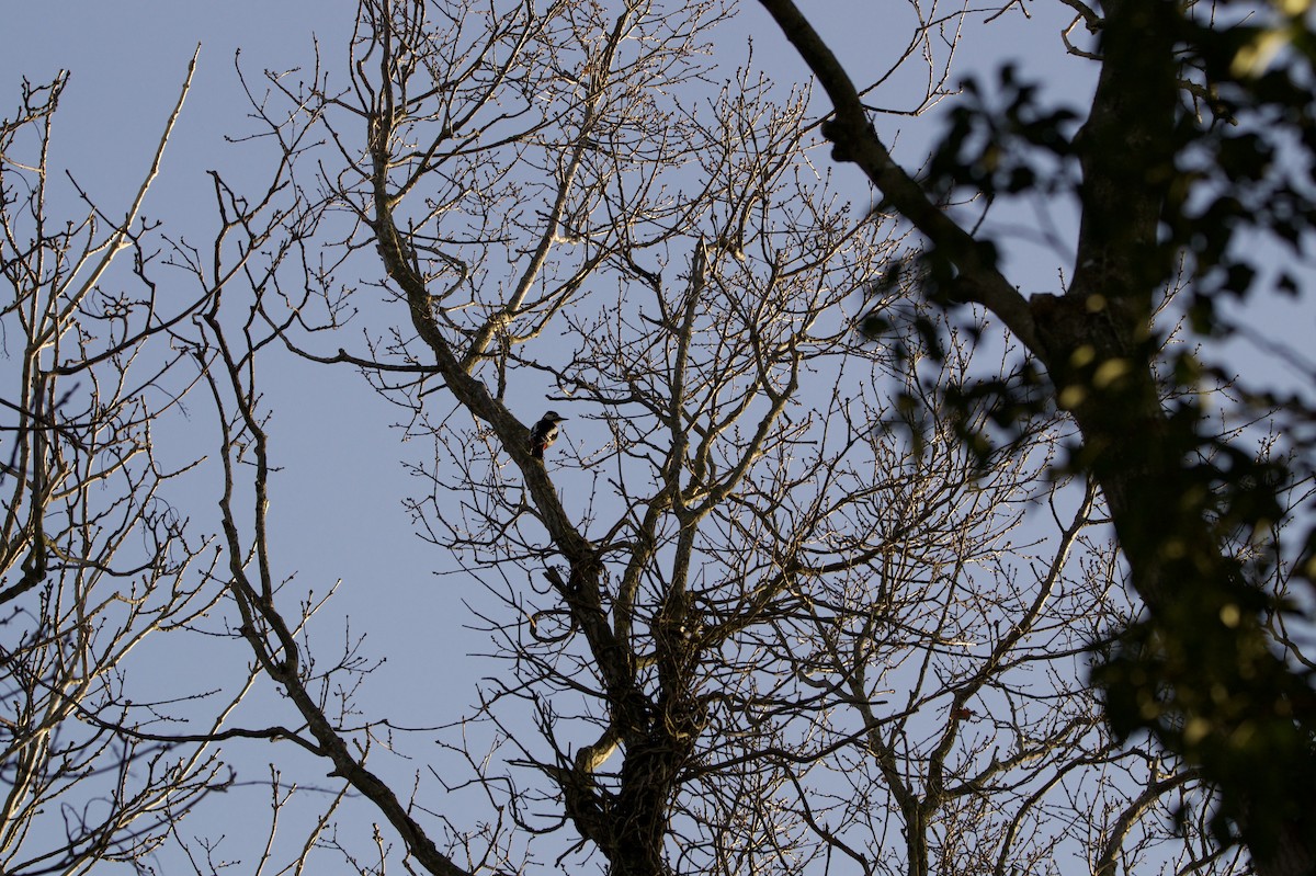 Great Spotted Woodpecker - ML645436688