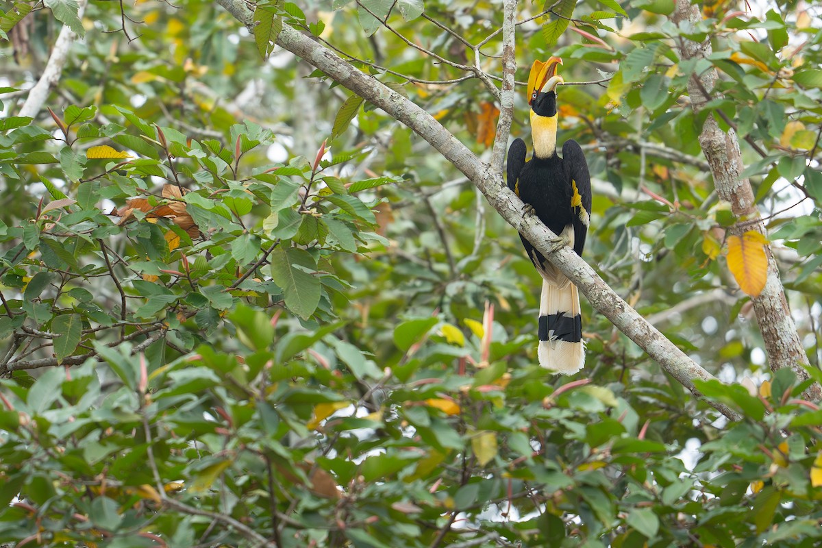 Great Hornbill - ML645436715