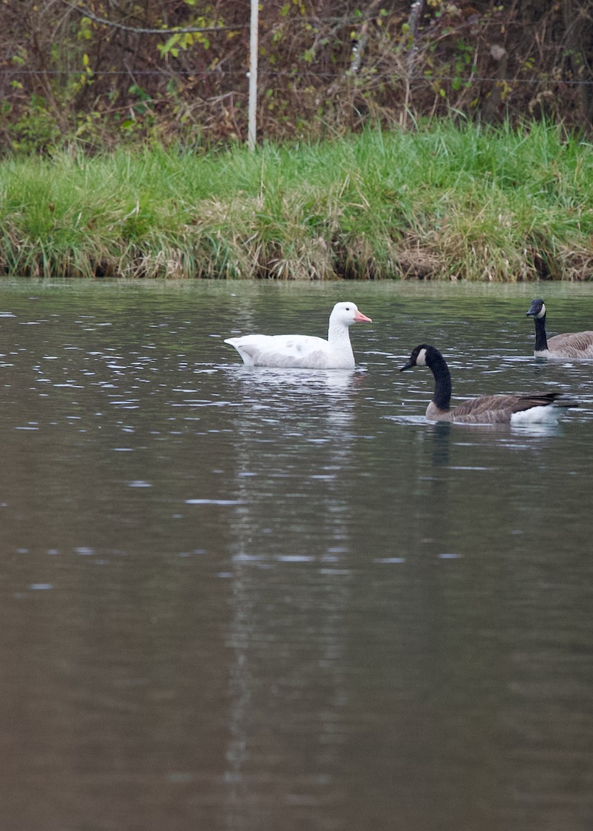 Oca selvatica (domestica) - ML645436718