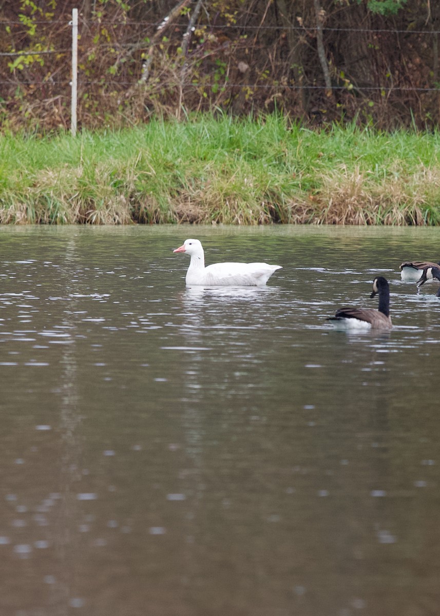 Oca selvatica (domestica) - ML645436719