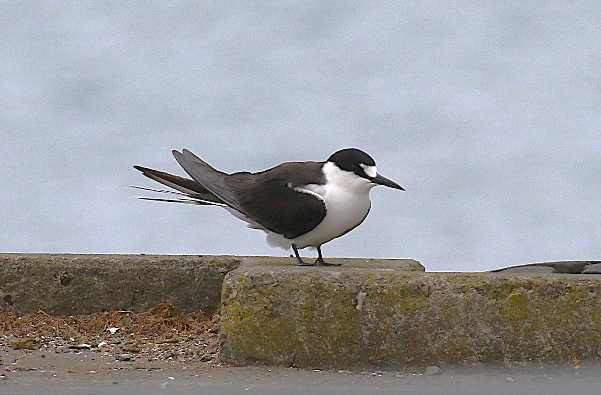 烏領燕鷗 - ML645436725