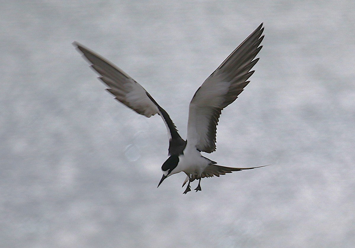 烏領燕鷗 - ML645436726