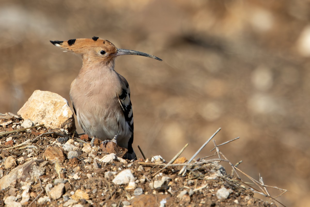 戴勝 - ML645436727