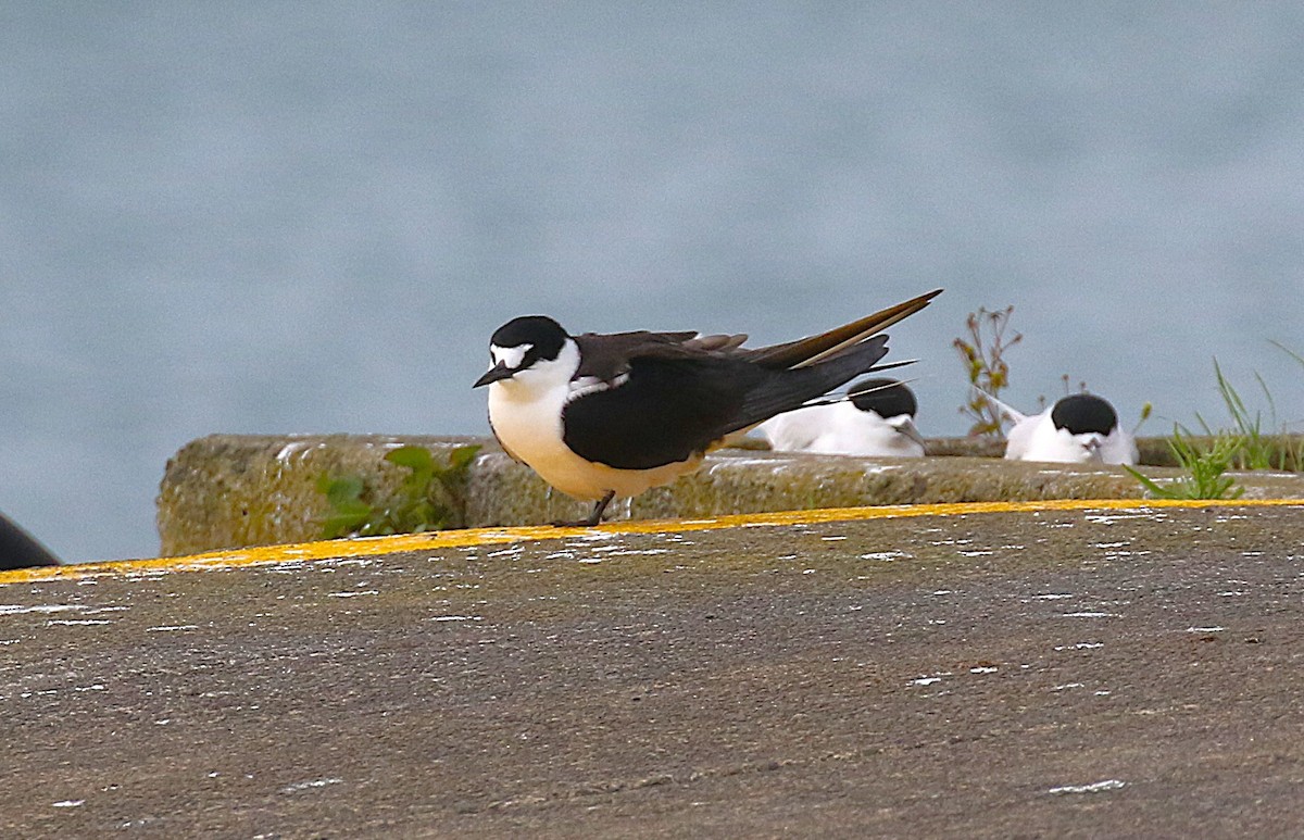 烏領燕鷗 - ML645436728