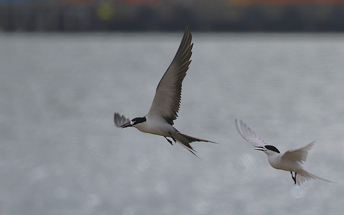 烏領燕鷗 - ML645436730