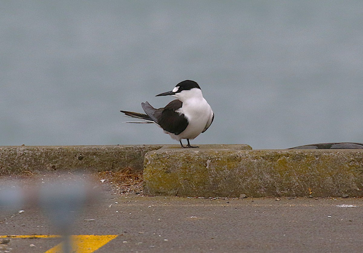 烏領燕鷗 - ML645436733