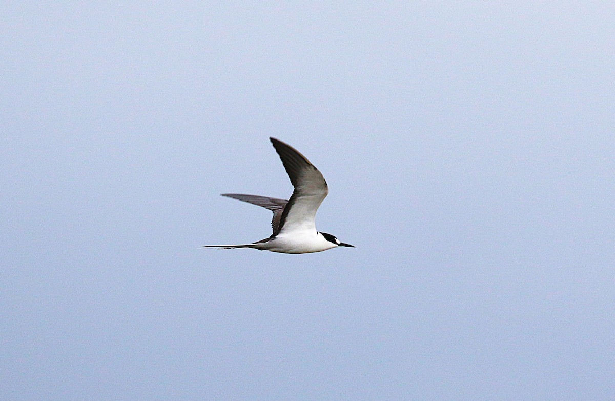 烏領燕鷗 - ML645436734