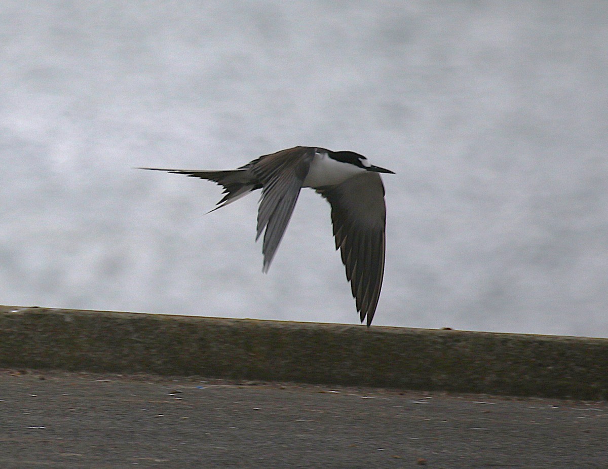 烏領燕鷗 - ML645436738