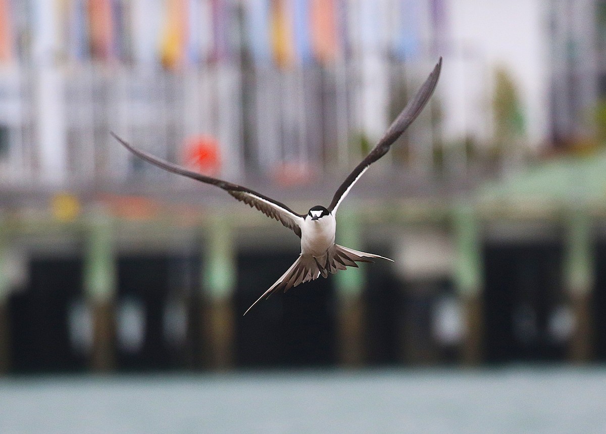 烏領燕鷗 - ML645436739