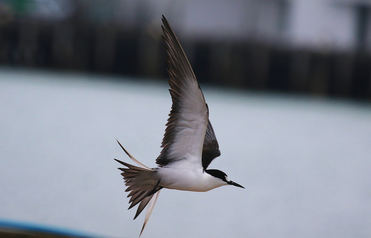 烏領燕鷗 - ML645436740