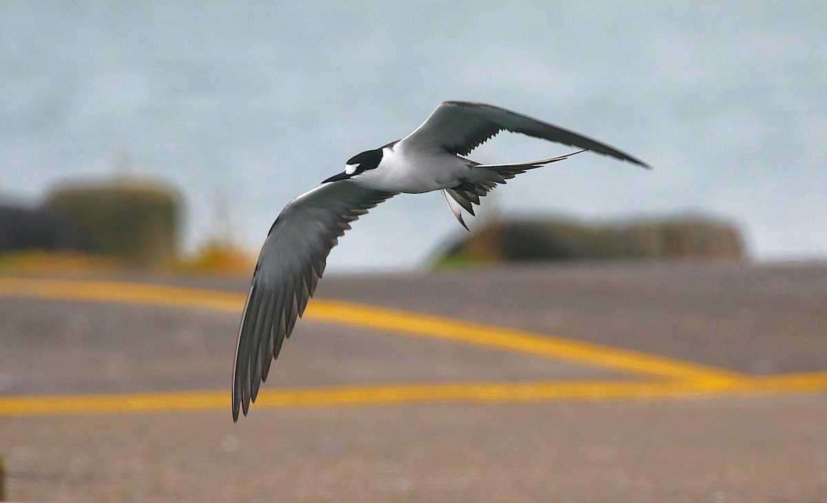 烏領燕鷗 - ML645436741