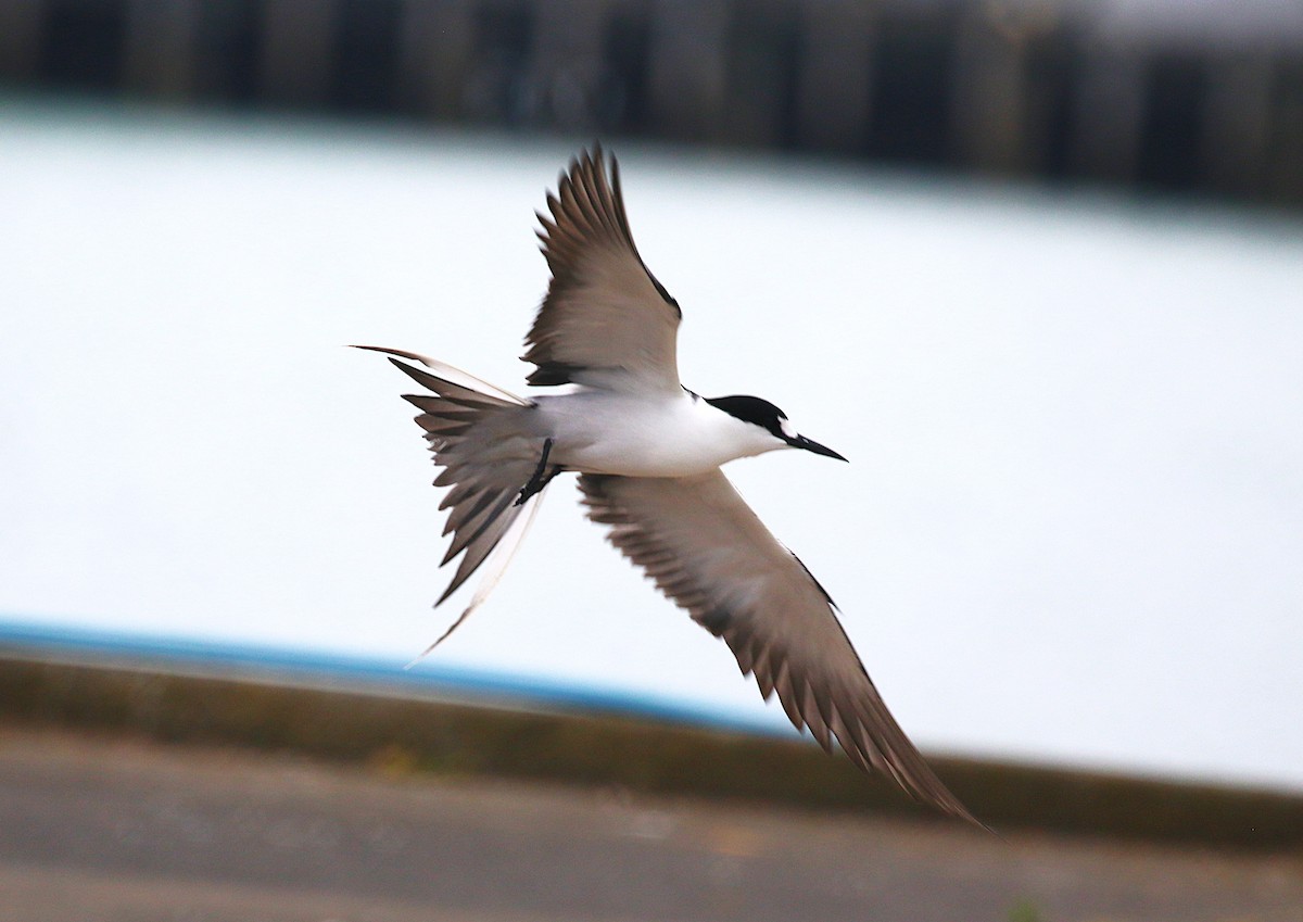 烏領燕鷗 - ML645436742